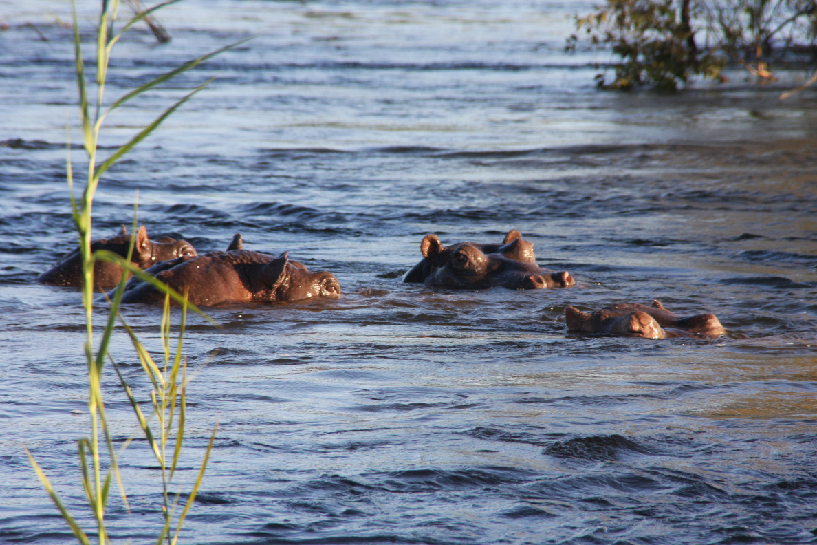Zambezi National Park - Flusspferde im Zambezi
