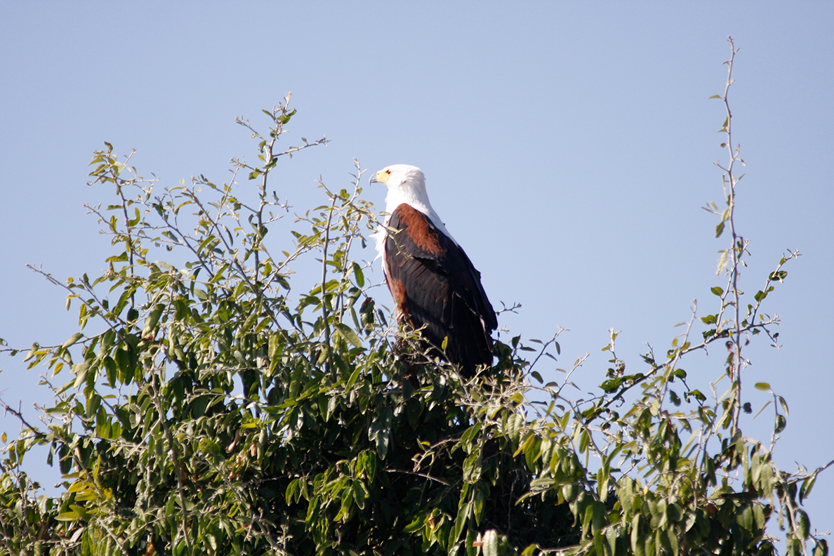 Zambezi National Park - African Fish Eagle