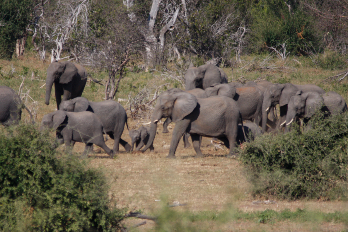 Zambezi National Park - Elefantenherde