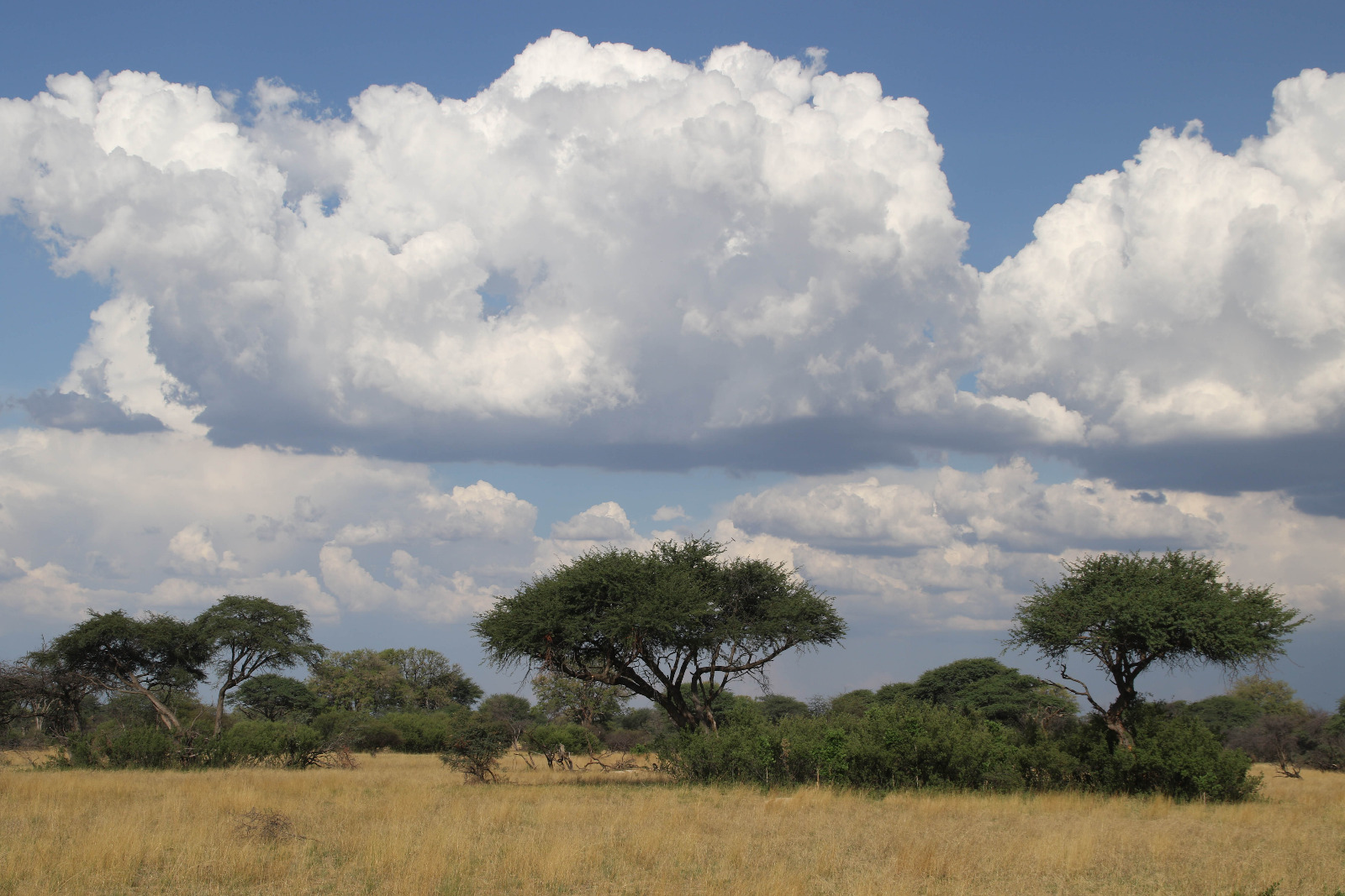 Hwange National Park