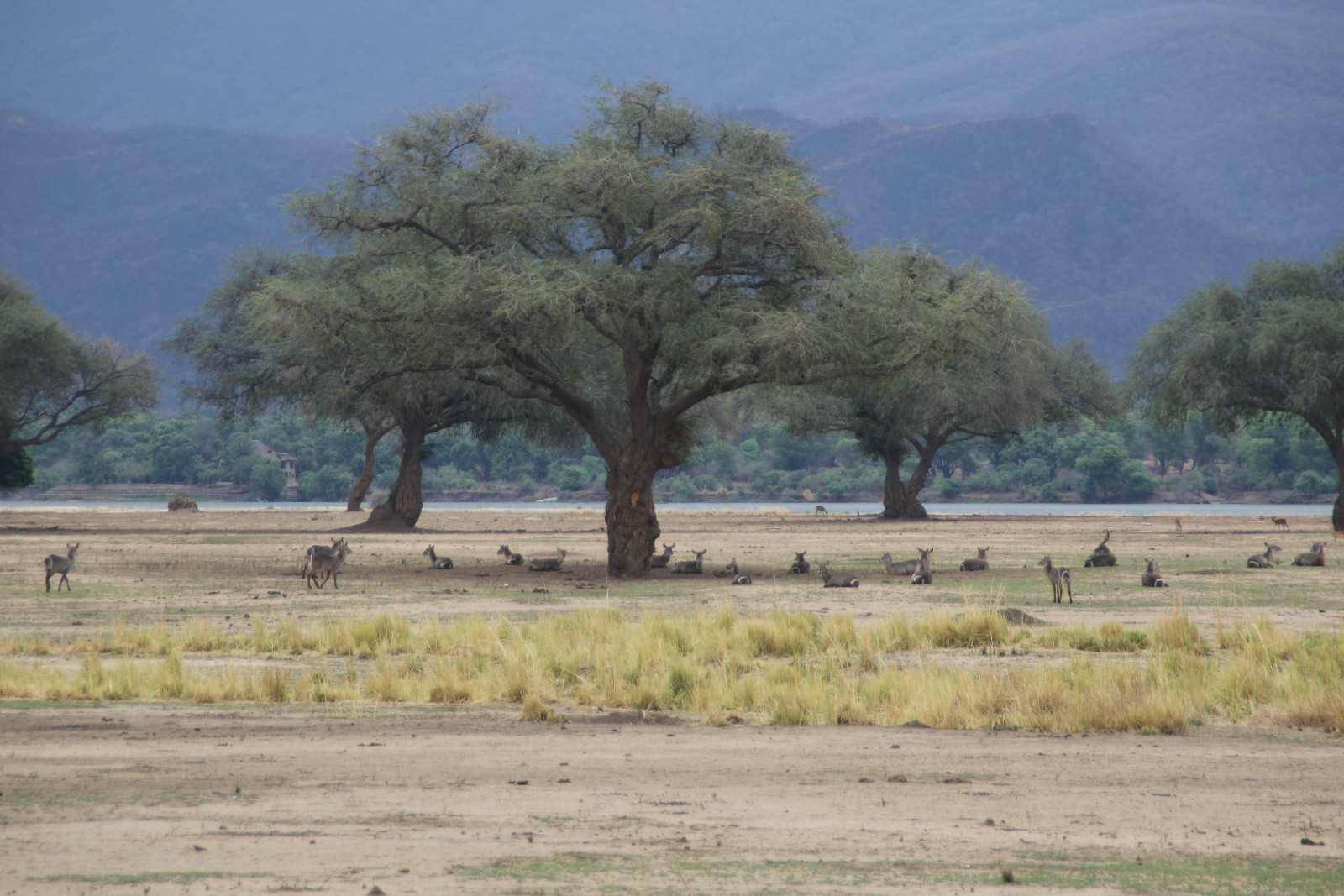 Mana Pools National Park