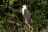 Mana Pools National Park - African Fish Eagle