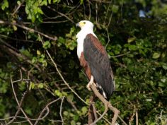 Mana Pools National Park - African Fish Eagle
