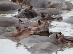 Flusspferde - Mana Pools National Park