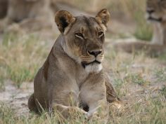 Gametracker Safari - Hwange National Park