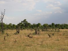 Gametracker Safari - Hwange National Park
