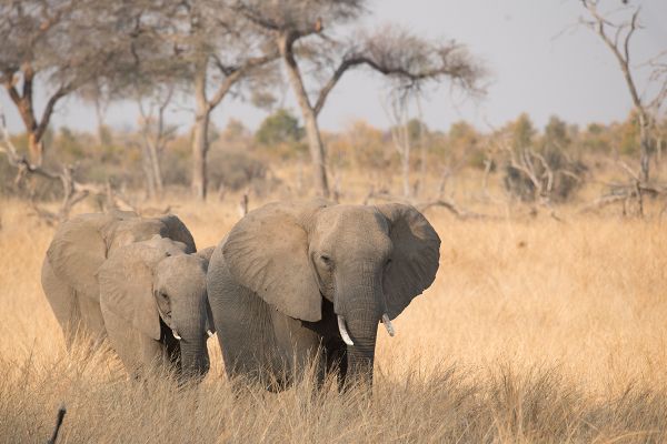 Hwange Expedition Flugsafari