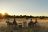Kanga Camp, Mana Pools - Sundowner