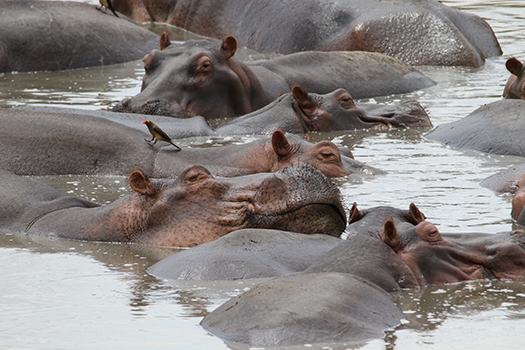 Zimbabwe Flugsafari - Mana Pools