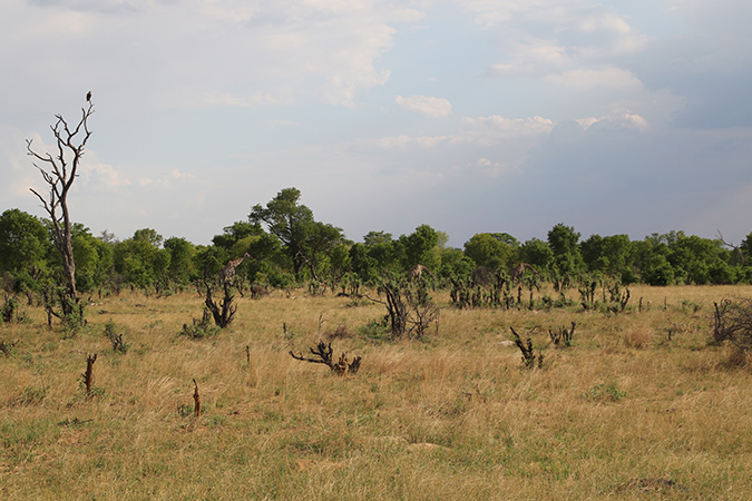 Hwange National Park