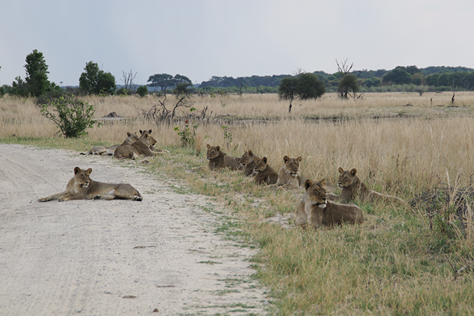Löwen im Hwange National Park