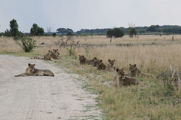 Bezauberndes Zimbabwe