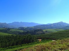 Eastern Highlands - Honde Valley