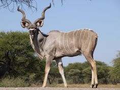 Dinaka - Kudu-Bulle am Hide