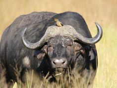 Kanana - Büffel mit Rotschnabel-Madenhacker